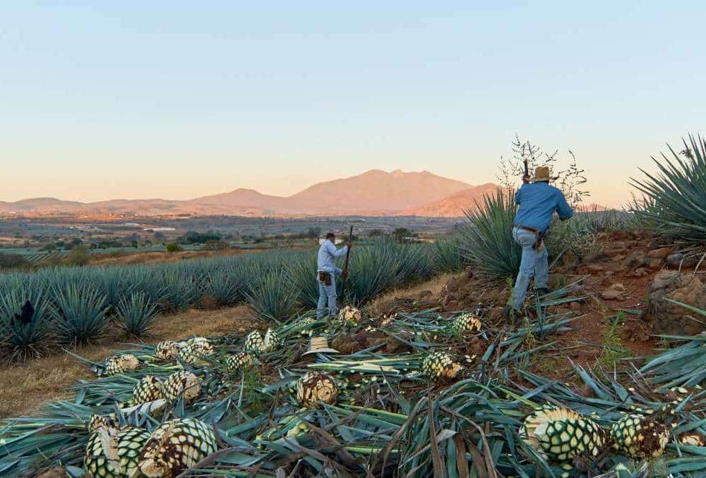 How are Mezcal and Tequila made
