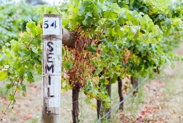 Semillon grapes wineyard