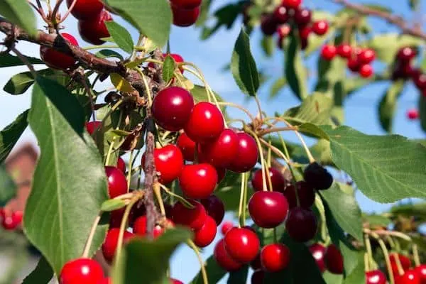 Marasca cherries on tree in Croatia