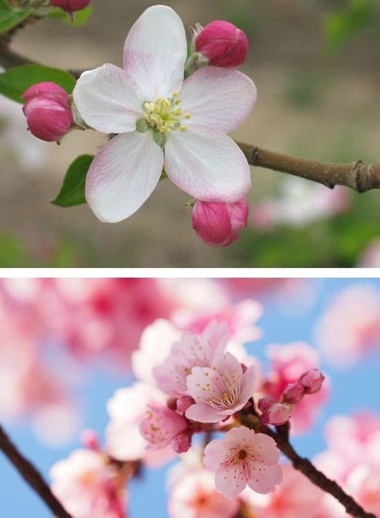 Apple and cherry blossoms