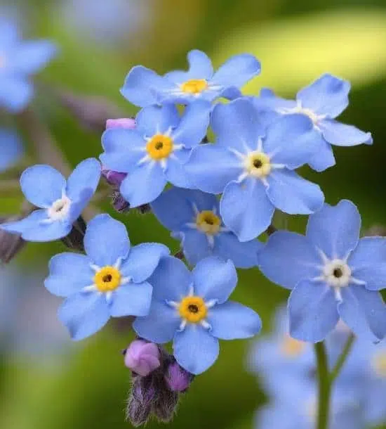 Forget me not flower 