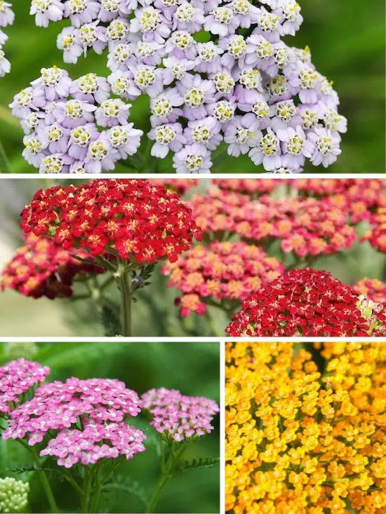 Yarrow flowers different colors