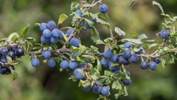 Sloe Berries