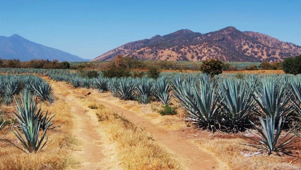 Mezcal and Tequila are made in different regions