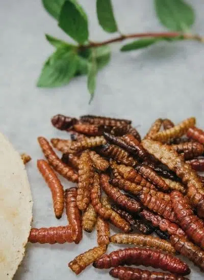 Dried and roasted larvae  / maguey worms 