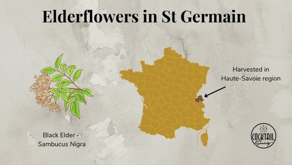 Illustration of elderflower used in St Germain and map where it's harvested