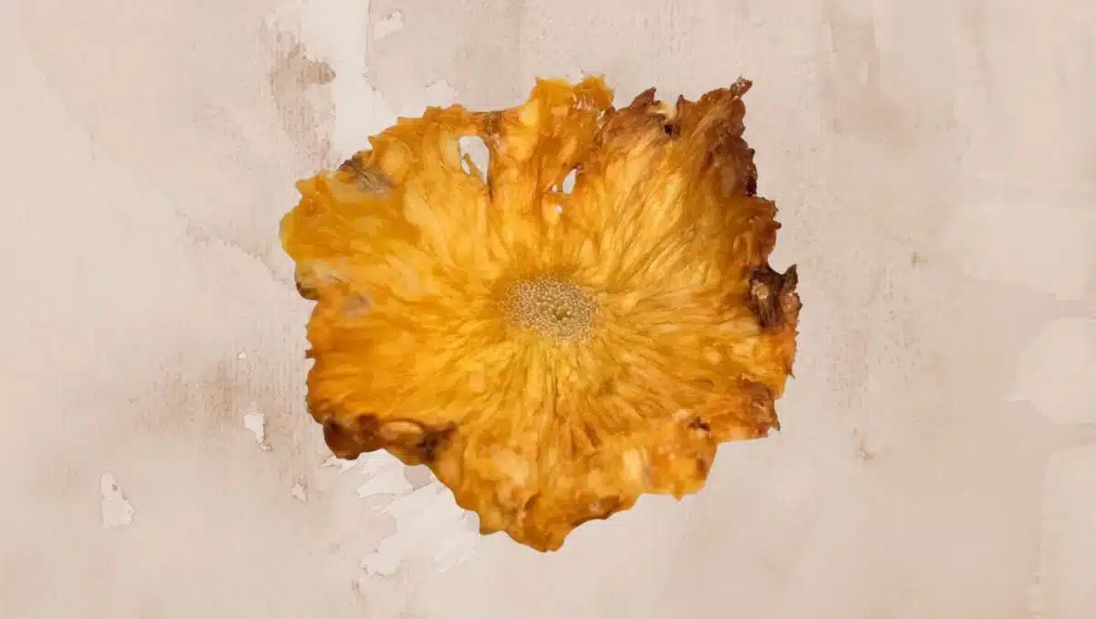 Dehydrated Pineapple flower on yellow-brown background