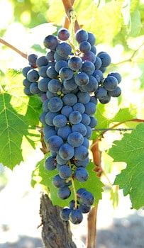 Tinta Barroca grape